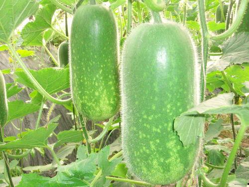 网红泡泡又困了吃瓜,揭秘娱乐圈幕后故事  第2张